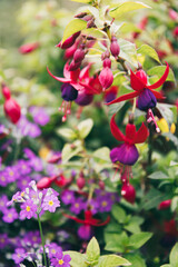 Fototapeta premium Pink and purple Fuchsia tropical flowers in natural garden setting.