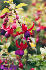 Soft pink and purple Fuchsia blooms with detailed textures and greenery.