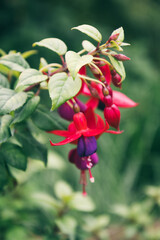 Close-up of red and purple Fuchsia flowers with green leaves – tropical ornamental plant,...