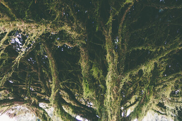 Close-up of moss-covered fir branches showing intricate green textures in a natural forest environment.