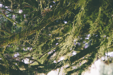 Close-up shot of pine tree branches wrapped in lush moss, highlighting natural forest textures and...