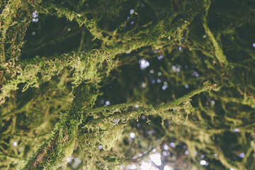 Detailed view of conifer branches blanketed with soft moss – natural forest flora in close-up.