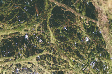 Detailed macro of moss-covered fir branches capturing rich textures and vibrant green hues in forest setting.