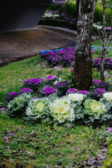 Ornamental Brassica plant growing near tree trunk – vibrant purple leaves contrasting with...