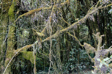 Fototapeta premium Dense moss-covered branches in a humid forest environment.