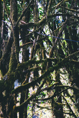 View of intertwined mossy branches in a wet and shaded forest.