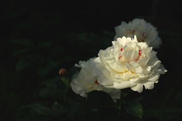 White peony flower in the garden in the shade illuminated by the sun. Beauty in nature.