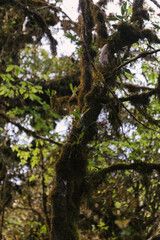 Jungle branch with soft moss in the foreground – nature's texture and growth.