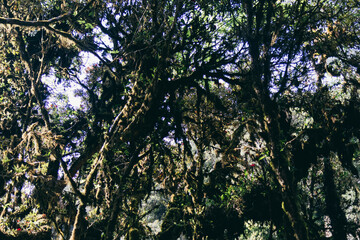 Natural forest composition with twisted, mossy branches.