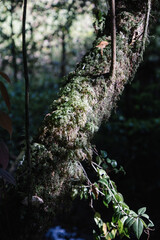 Mossy limb in tropical woodland, illustrating forest humidity and organic texture.