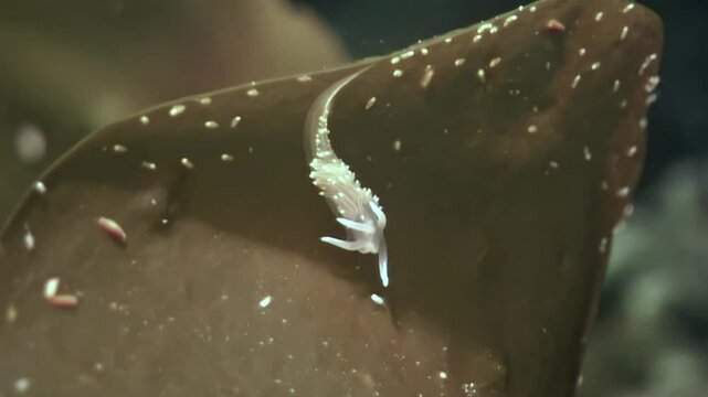 Observe a delicate nudibranch as it navigates algae. This is Arctic marine life in action. The White Sea reveals its stunning underwater inhabitants. 143 characters
