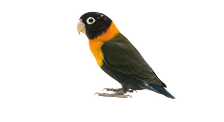 Obraz premium Colorful parrot standing isolated on white background