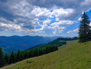 A grassy hillside with trees and mountains in the background