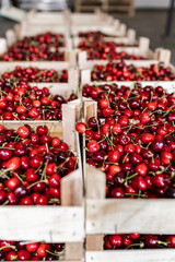 Freshly harvested cherries displayed in wooden crates at a local market during peak summer season