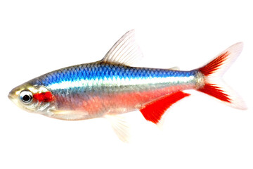 Obraz premium Vivid Neon Tetra Fish With Red and Blue Stripes isolated on a transparent background
