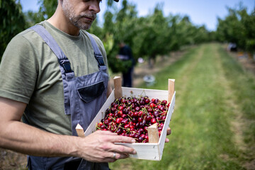 Man collects freshly harvested cherries in a picturesque orchard on a sunny day