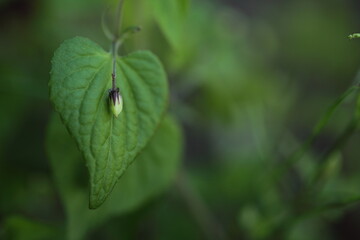 スミレの閉鎖花