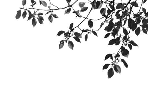 Black foliage silhouette branch for elegant design or decoration Isolated on a transparent background