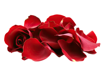 Red velvet rose petals in soft focus for romantic decoration Isolated on a transparent background