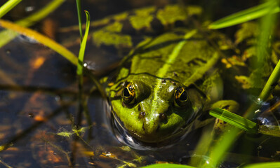Edible frog, pelophylax esculentus laying on pond surface. Czech wildlife animal background