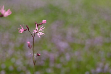 カッコウセンノウの花もアップ