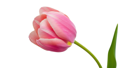 Single pink tulip flower isolated on white background