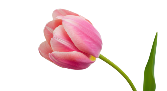 Close-up of Single Vibrant Pink Tulip Flower with Green Stem isolated on Transparent Background