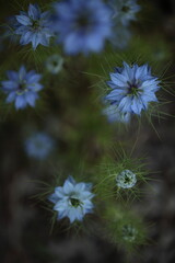 ニゲラの花のアップ