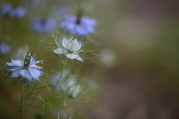 Naklejka premium ニゲラの花のアップ