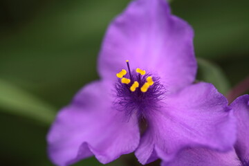 Obraz premium ムラサキツユクサの花のアップ 