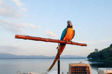The Blue-and-yellow Macaw (Ara ararauna), also known as the Blue-and-gold Macaw, is a member of the group of large Neotropical parrots known as macaws