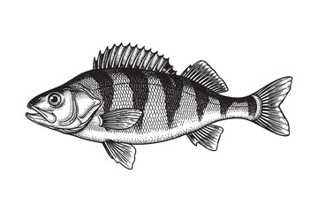 Obraz premium Striped Perch Fish Vector Engraving Illustration