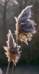 Whispers of Winter Frozen Field of Dreams