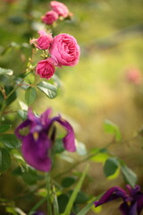 ピンク色のバラ