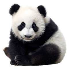 Naklejka premium Fluffy baby panda cub isolated on a transparent background adorable cute