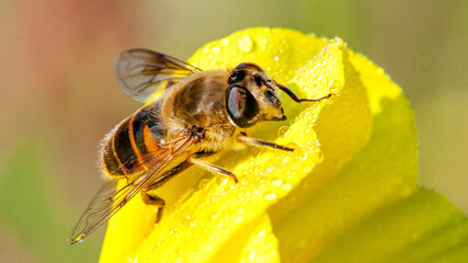 bee on yellow flower