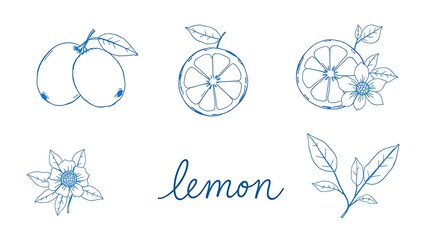 Delicate blue line drawing of lemons with floral elements for decorative use