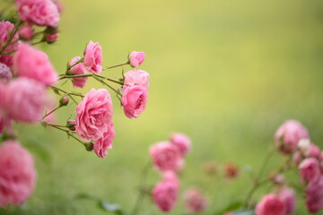 ピンク色のバラのアップ