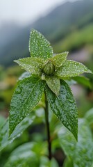 Fresh green plant with dew drops in mountain mist macro view