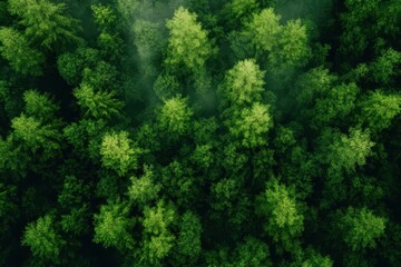 Obraz premium Explore the enchanting green forest in a seamless timelapse revealing natural beauty, the beauty of the green forest seamless time lapse virtual Photo Background