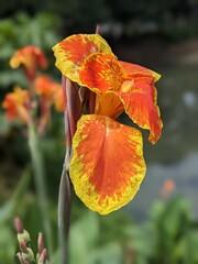 Fototapeta premium Beautiful flowers in the garden in closeup shots