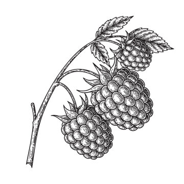 aspberries on Branch with Leaves Vector Engraving Illustration

