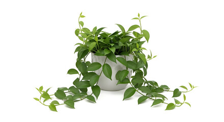 Trailing Pothos Plant in Pot PNG – Indoor Green Foliage Houseplant for Decor and Air Purification