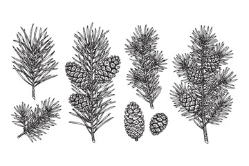 Naklejka premium Pine Branches and Cones Vector Engraving Set