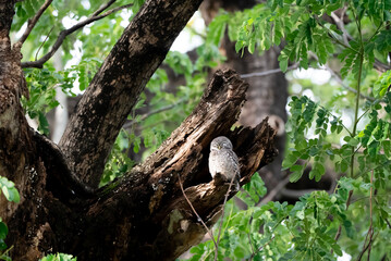 bird in the tree