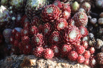 Sempervivum Rojnik Adelaar pajęczynowaty