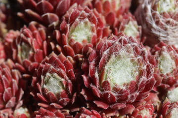 Sempervivum Rojnik Adelaar pajęczynowaty