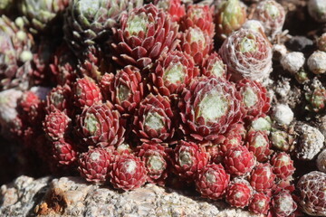 Sempervivum Rojnik Adelaar pajęczynowaty