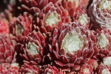 Sempervivum Rojnik Adelaar pajęczynowaty