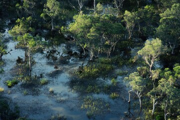 Exploring the vibrant mangrove forests of Australia from above during daylight, Australia wildlife nature Aerial view of mangrove forest in saltwater swamp